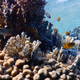 Corals in the Gulf of Aqaba in the Red Sea.